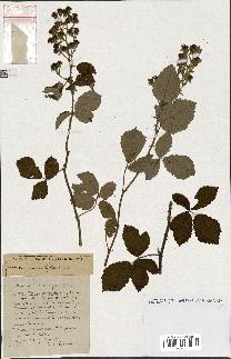 spécimen de Rubus ass-rub