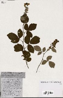 spécimen de Rubus ass-rub