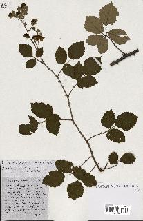 spécimen de Rubus ass-rub