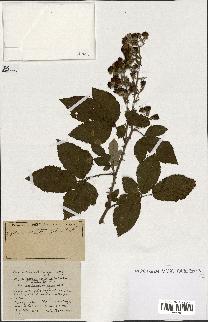spécimen de Rubus ass-rub