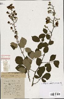spécimen de Rubus ass-rub