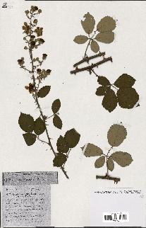 spécimen de Rubus ass-rub