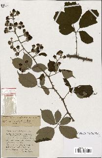 spécimen de Rubus ass-rub