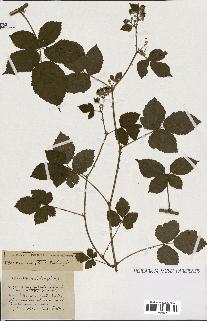 spécimen de Rubus ass-rub