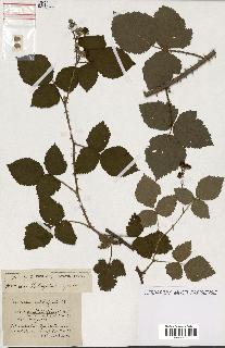 spécimen de Rubus ass-rub