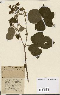 spécimen de Rubus ass-rub