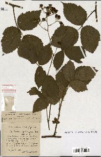 spécimen de Rubus ass-rub