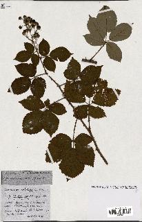 spécimen de Rubus ass-rub