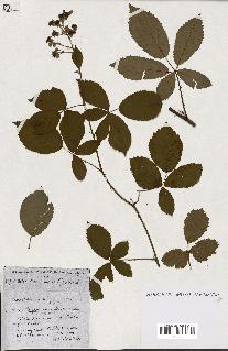 spécimen de Rubus ass-rub