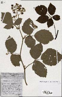 spécimen de Rubus ass-rub