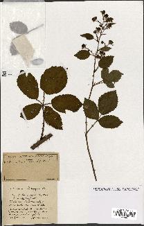 spécimen de Rubus ass-rub