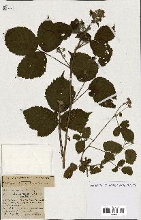 spécimen de Rubus ass-rub