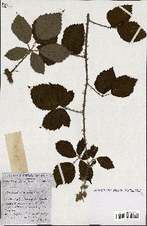 spécimen de Rubus ass-rub