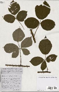 spécimen de Rubus ass-rub