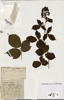 spécimen de Rubus ass-rub