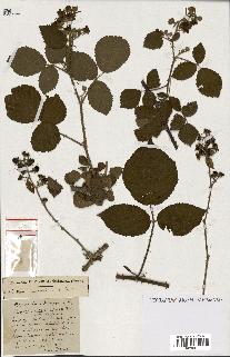 spécimen de Rubus ass-rub