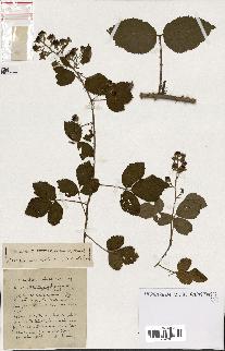 spécimen de Rubus ass-rub
