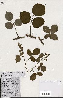 spécimen de Rubus ass-rub