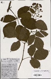 spécimen de Rubus ass-rub