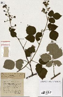 spécimen de Rubus ass-rub