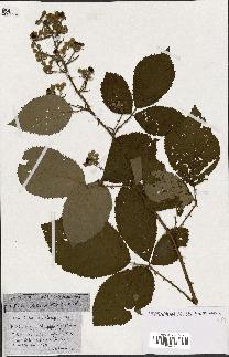 spécimen de Rubus ass-rub
