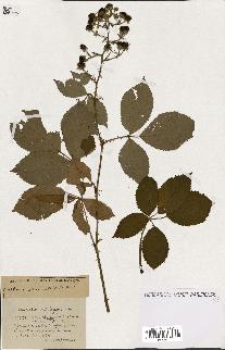 spécimen de Rubus ass-rub