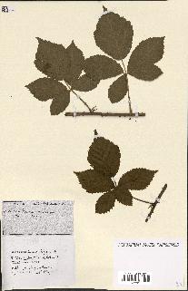 spécimen de Rubus ass-rub
