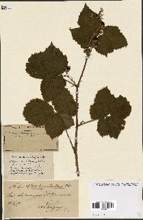 spécimen de Rubus ass-rub