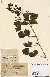 spécimen de Rubus ass-rub