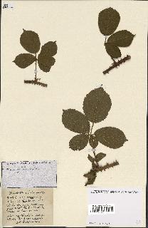 spécimen de Rubus ass-rub
