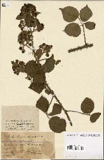 spécimen de Rubus ass-rub