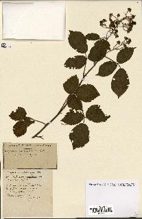 spécimen de Rubus ass-rub