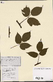 spécimen de Rubus ass-rub