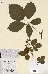 spécimen de Rubus ass-rub