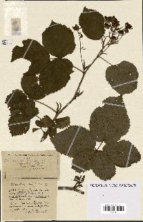 spécimen de Rubus ass-rub