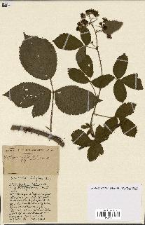 spécimen de Rubus ass-rub