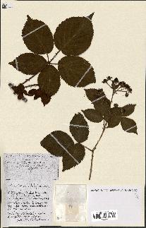 spécimen de Rubus ass-rub
