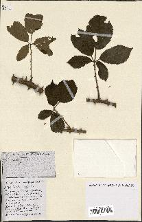 spécimen de Rubus ass-rub