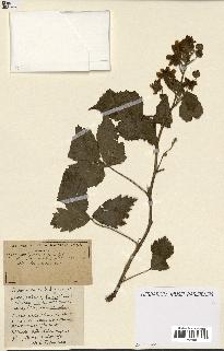 spécimen de Rubus ass-rub