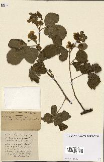 spécimen de Rubus ass-rub