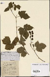 spécimen de Rubus ass-rub