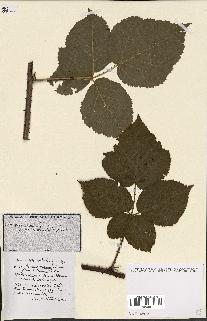spécimen de Rubus ass-rub