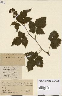 spécimen de Rubus ass-rub