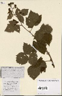 spécimen de Rubus ass-rub