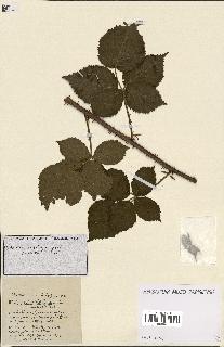 spécimen de Rubus ass-rub