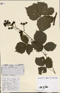 spécimen de Rubus ass-rub