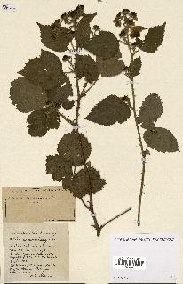 spécimen de Rubus ass-rub