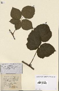 spécimen de Rubus ass-rub