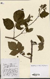 spécimen de Rubus ass-rub