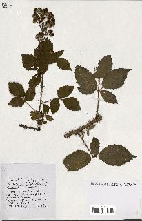 spécimen de Rubus ass-rub